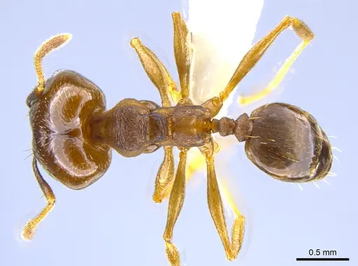 Pheidole radoszkowskii - CASENT0643899
