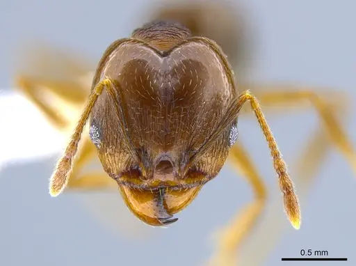 Pheidole radoszkowskii - CASENT0643899
