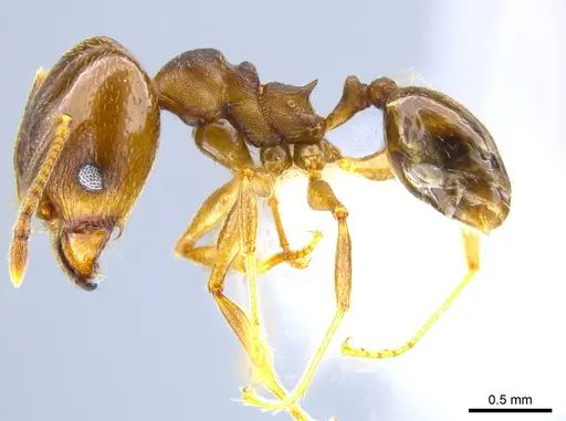 Pheidole radoszkowskii - CASENT0643899