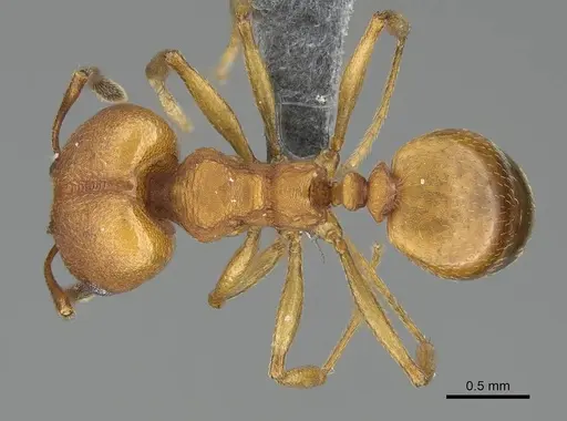 Pheidole radoszkowskii - CASENT0729690