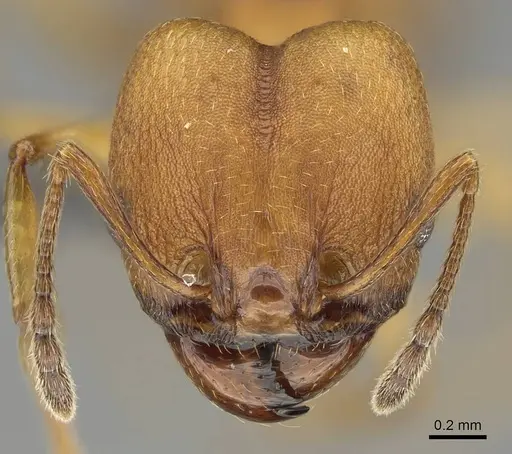 Pheidole radoszkowskii - CASENT0729690