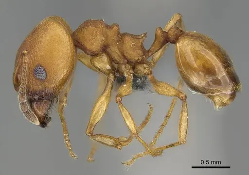 Pheidole radoszkowskii - CASENT0729690