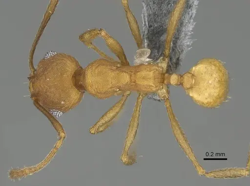 Pheidole radoszkowskii - CASENT0766183