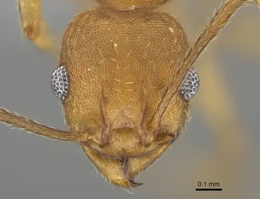 Pheidole radoszkowskii - CASENT0766183