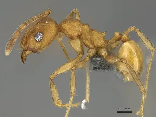 Pheidole radoszkowskii - CASENT0766183