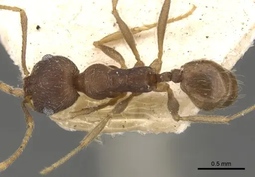 Pheidole radoszkowskii - CASENT0901471
