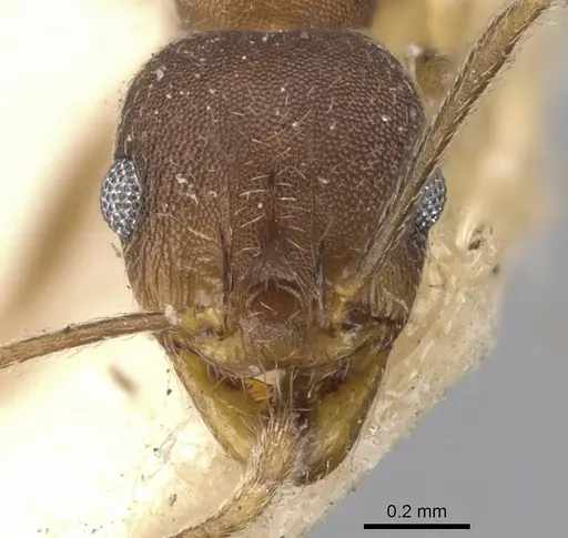 Pheidole radoszkowskii - CASENT0901471