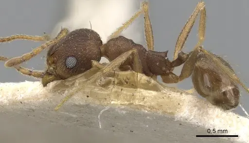 Pheidole radoszkowskii - CASENT0901471
