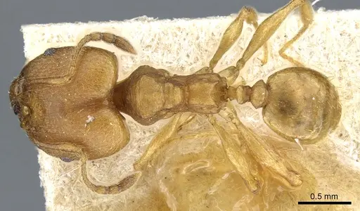 Pheidole radoszkowskii - CASENT0904320