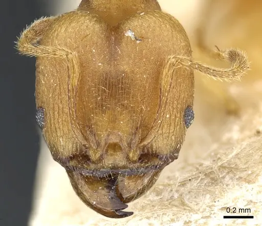 Pheidole radoszkowskii - CASENT0904320