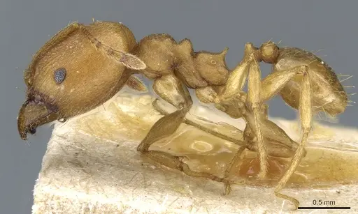 Pheidole radoszkowskii - CASENT0904320