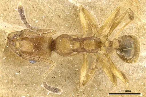 Pheidole radoszkowskii - CASENT0904321