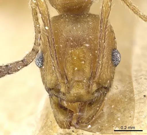 Pheidole radoszkowskii - CASENT0904321