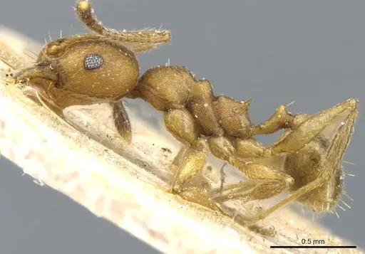 Pheidole radoszkowskii - CASENT0904321