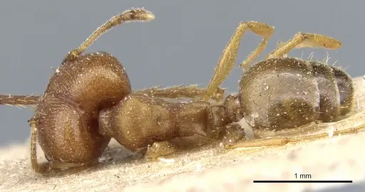 Pheidole radoszkowskii - CASENT0904322