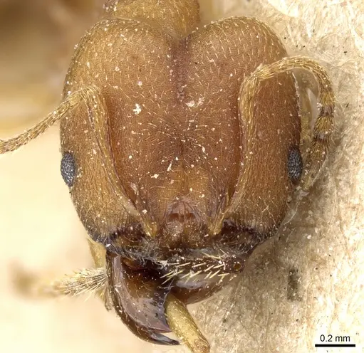 Pheidole radoszkowskii - CASENT0904322