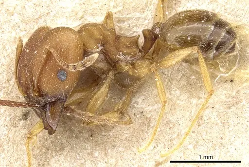 Pheidole radoszkowskii - CASENT0904322