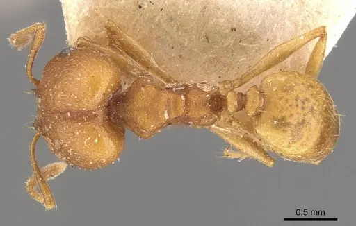 Pheidole radoszkowskii - CASENT0908104