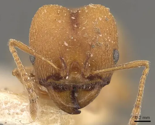 Pheidole radoszkowskii - CASENT0908104