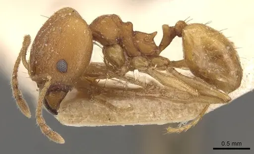 Pheidole radoszkowskii - CASENT0908104