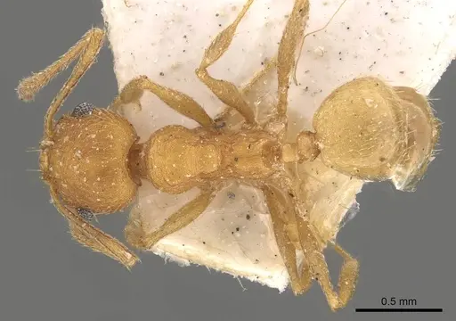 Pheidole radoszkowskii - CASENT0908105