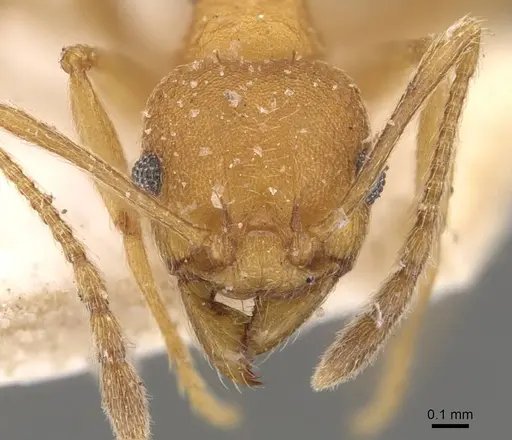 Pheidole radoszkowskii - CASENT0908105