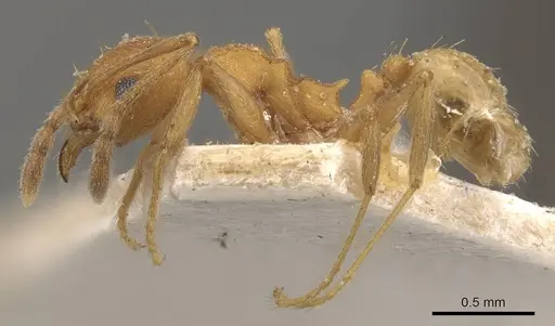 Pheidole radoszkowskii - CASENT0908105