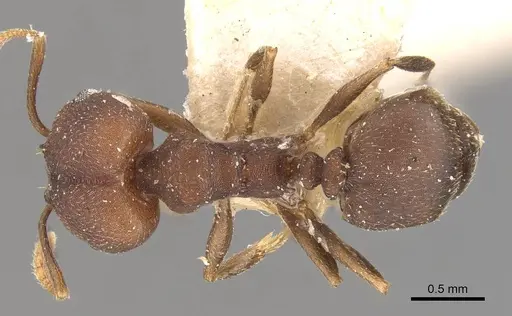 Pheidole radoszkowskii - CASENT0908106