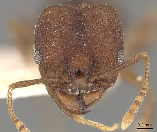 Pheidole radoszkowskii - CASENT0908106