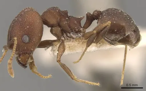 Pheidole radoszkowskii - CASENT0908106