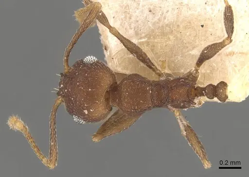 Pheidole radoszkowskii - CASENT0908107