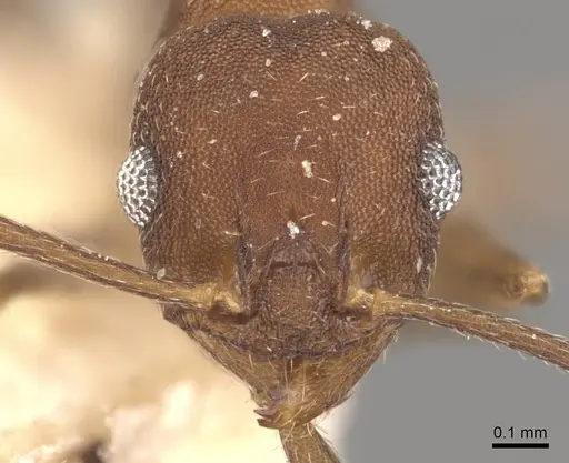 Pheidole radoszkowskii - CASENT0908107