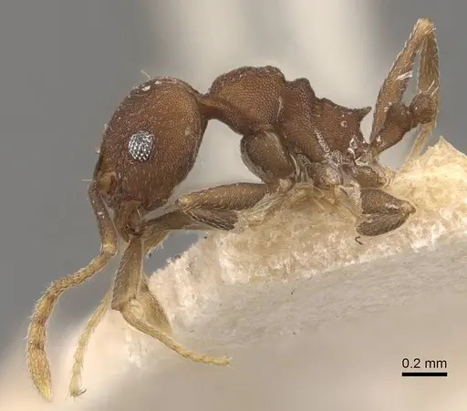 Pheidole radoszkowskii - CASENT0908107