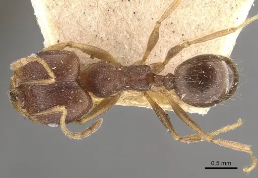 Pheidole radoszkowskii - CASENT0908111