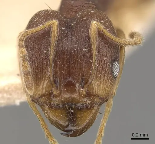 Pheidole radoszkowskii - CASENT0908111