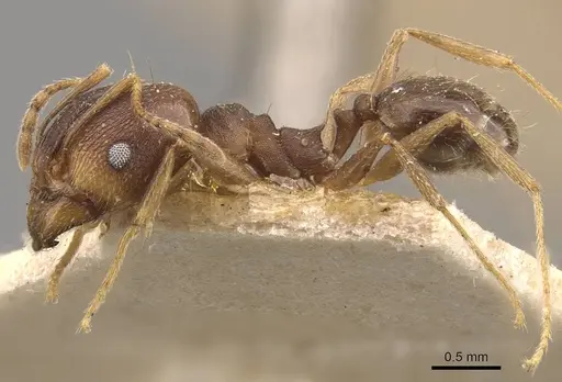 Pheidole radoszkowskii - CASENT0908111