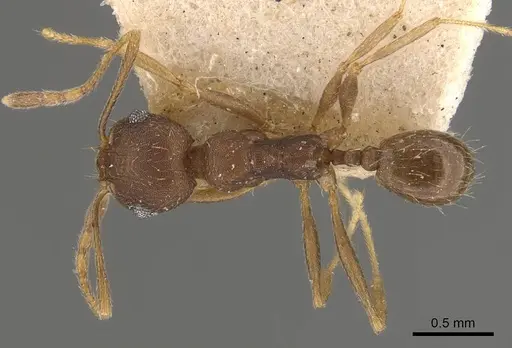 Pheidole radoszkowskii - CASENT0908112