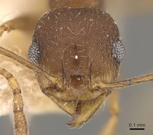 Pheidole radoszkowskii - CASENT0908112