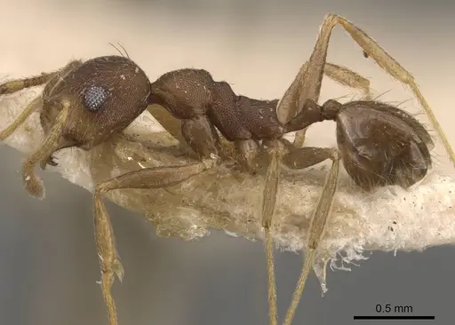 Pheidole radoszkowskii - CASENT0908112