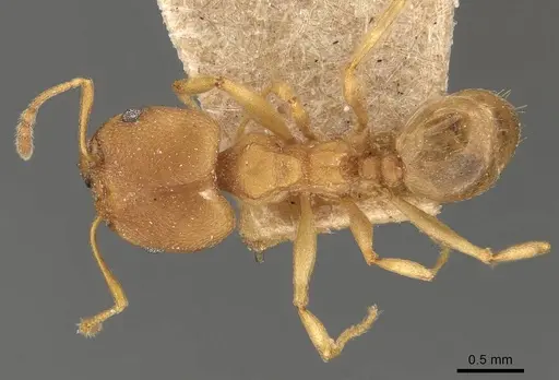 Pheidole radoszkowskii - CASENT0908113