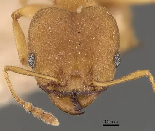 Pheidole radoszkowskii - CASENT0908113
