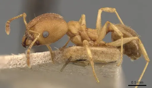 Pheidole radoszkowskii - CASENT0908113