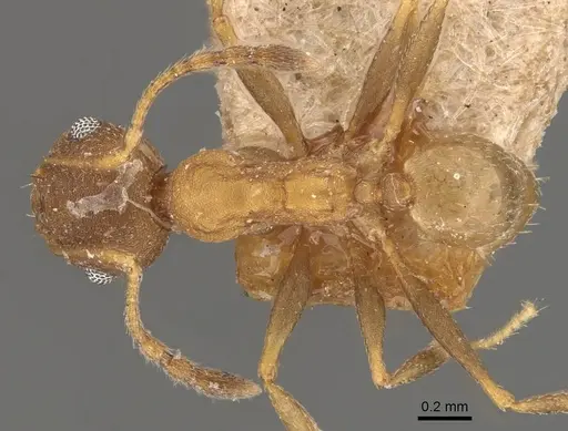 Pheidole radoszkowskii - CASENT0908114