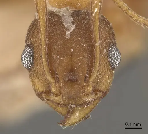 Pheidole radoszkowskii - CASENT0908114