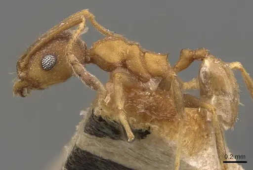 Pheidole radoszkowskii - CASENT0908114