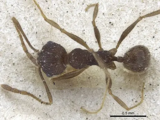 Pheidole radoszkowskii - CASENT0916620