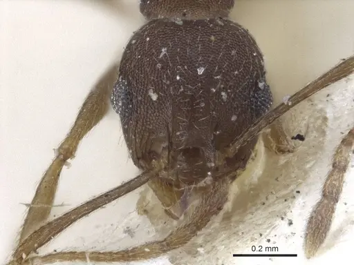 Pheidole radoszkowskii - CASENT0916620