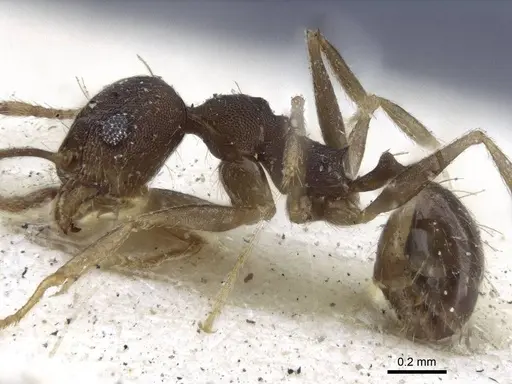 Pheidole radoszkowskii - CASENT0916620