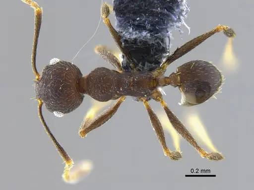 Pheidole radoszkowskii - CBUMAGENT42029