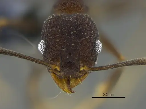 Pheidole radoszkowskii - CBUMAGENT42029